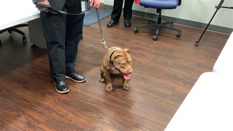 animal dog sex|Abused Dog Gets Adopted By Pittston Police Department,。